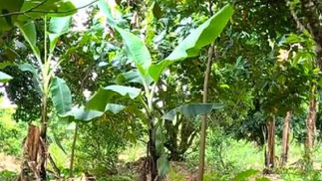 捉鸟陷阱 #国外视频分享 #奇妙的动物 #国外合法拍摄国内请勿模仿