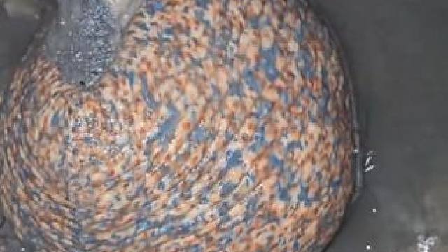 #国外视频分享 #海洋生物 #赶海