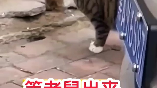猫咪抓老鼠的速度是闪电[赞]