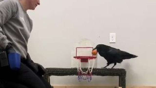 聪明的乌鸦#国外视频分享 #奇妙的动物 #萌宠