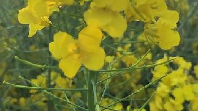 #总有一朵花属于你的春天