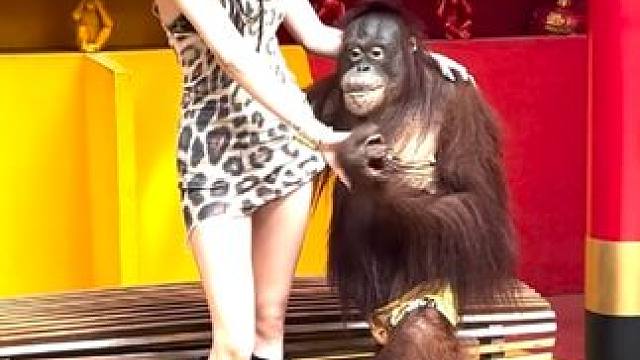 #国外视频分享 #猴子成精 #泰国网红猩猩