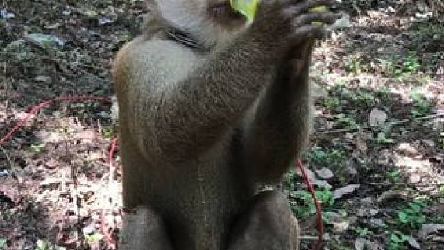 打工猴喝红牛#国外视频分享 #猴子成精 #打工猴