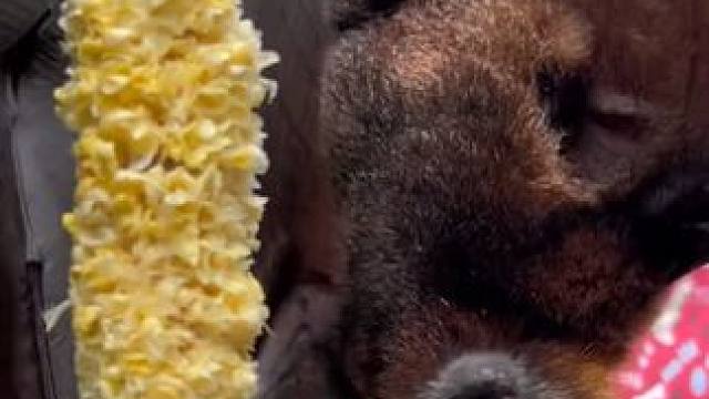 果蝠吃玉米#国外视频分享 #奇妙的动物 #萌宠