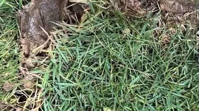 蛤蟆：谁啊，这样敲门啊！