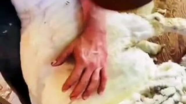 #剪羊毛 #久昂羊毛剪 #剃羊毛