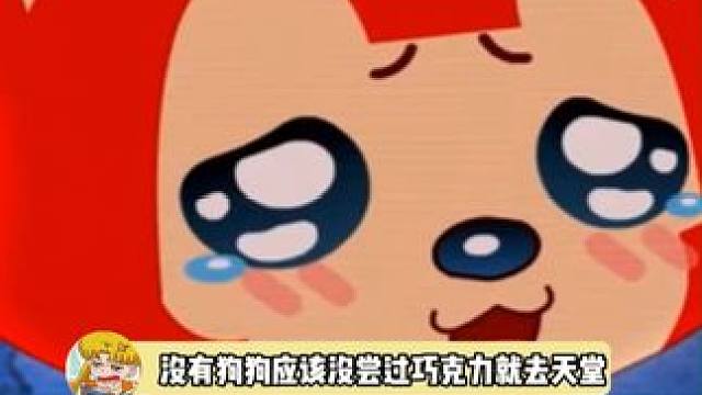 宝宝到了天堂可以炫耀自己吃过别的狗狗一辈子没吃过的巧克力了哟