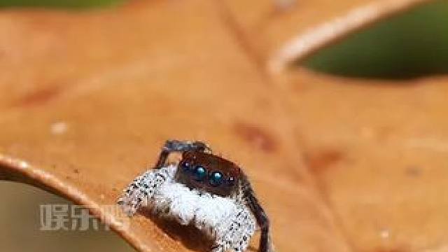 （翘腿）（举牌）“我爱你我爱你我爱你”（走来走去） #蜘蛛 #万万没想到