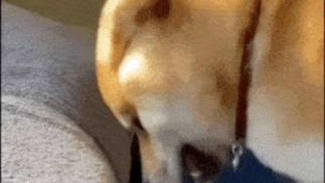 这么老实的小猫，去哪里领！！！ 