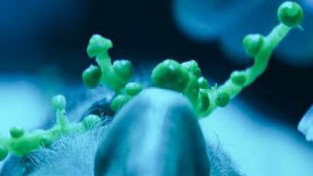 男人吃了感冒胶囊，觉得喉咙发痒，仔细看竟长出虫子，冷门悬疑片 (2/3)#悬疑 #圈养