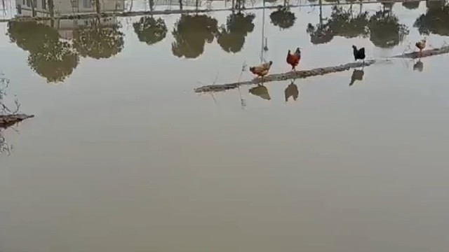 被四只鸡上了一课