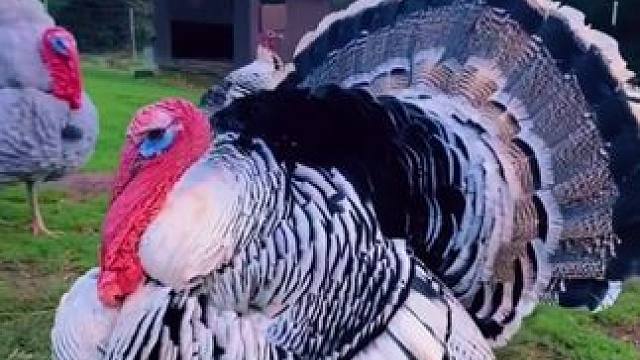 #国外视频分享 #奇妙的动物 #火鸡