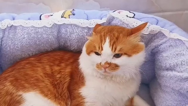 太可爱了，只要钱到位，干啥都行