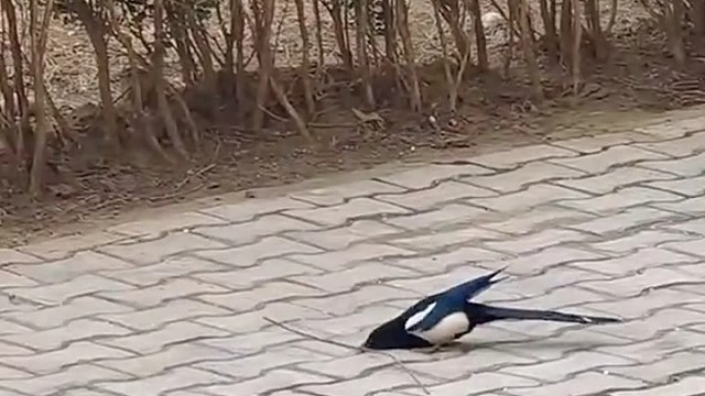 它想建钢结构住宅！