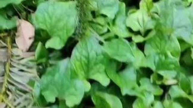 这个季节跑到山冲里摘最嫩的鱼腥草，让大家吃到最新鲜的味道，农村的土货，出炉啦，预定的亲们这几天准备制