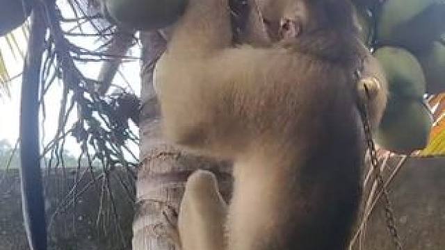 打工猴摘椰子#国外视频分享 #猴子成精 #打工猴