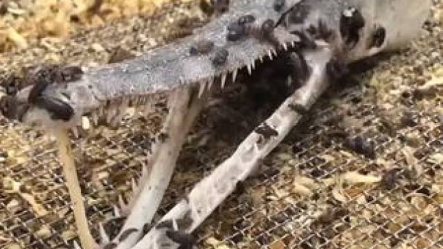 皮甲虫清理鳄雀鳝头骨用于制作标本#国外视频分享 #鳄雀鳝 #标本制作