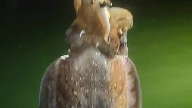 #奇妙的海洋生物 #海鲜美食诱惑你 #渔获