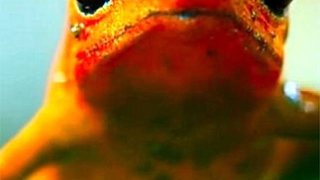 #小小世界 #动物世界