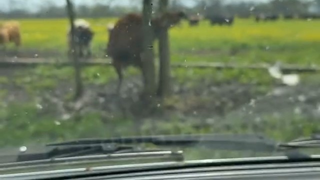 我唯一好奇它是怎么把头放进去的