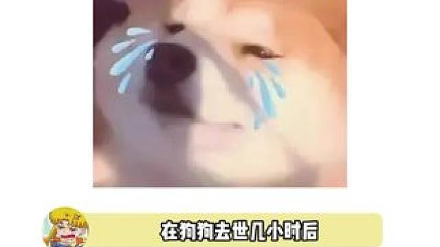 养了狗狗后无神论者也开始相信神明了， “原来葬礼是为还活着的笨蛋们准备的”