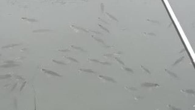 请问这个鲫鱼要怎么钓？#又菜又爱玩 #钓鱼的乐趣只有钓鱼人懂 #大板鲫 #野钓