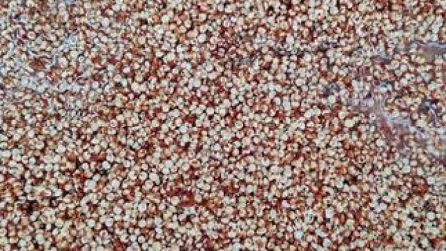 好吃的高粱粑～小时候的味道[色]农家自做！自己手工磨米浆制作，大家放心品尝。今日上午制作顾客来品尝现