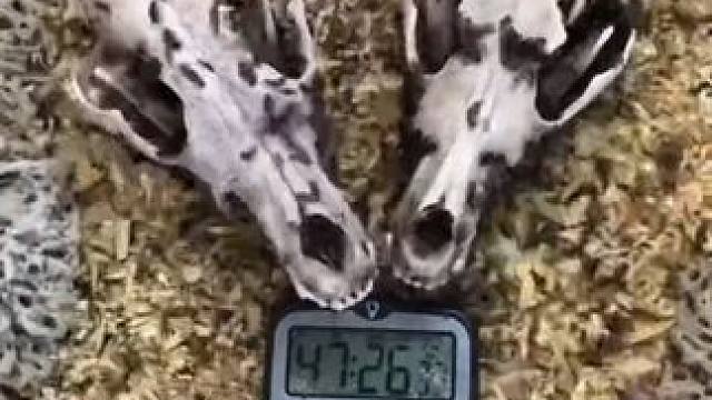 皮甲虫清理郊狼头骨用来制作标本#国外视频分享 #郊狼 #标本制作