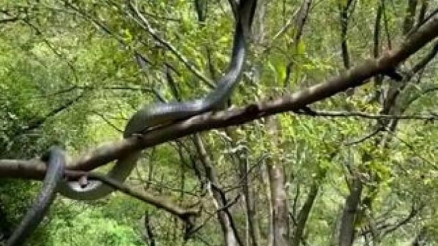 #国外视频分享 #奇妙的动物 #野生动物零距离