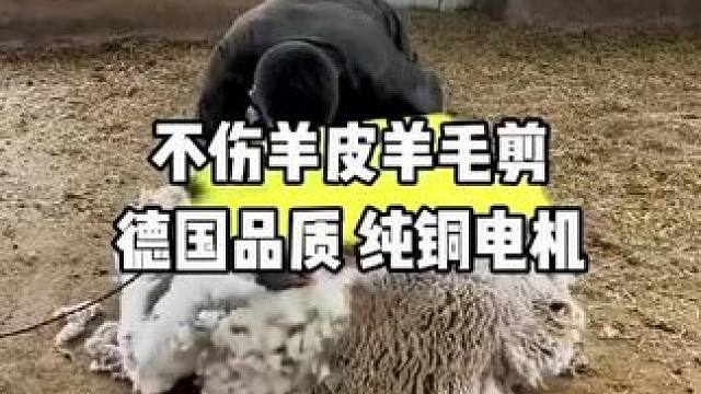 #剪羊毛 #剃羊毛 #农场剪羊毛