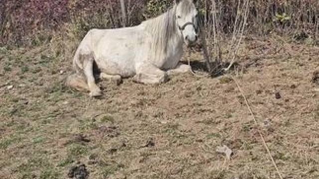 斜刘海的白马王子昨天差点吓了我一跳，还好给摸没踢我
#奇妙的动物 #意不意外 #马