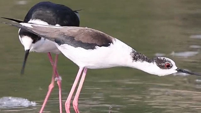 现实版的“在天愿作比翼鸟，在地愿为连理枝”！