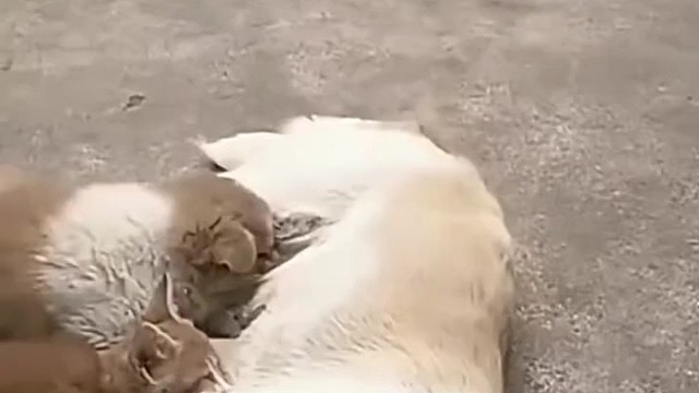 看来已经不是第一次了[捂脸]