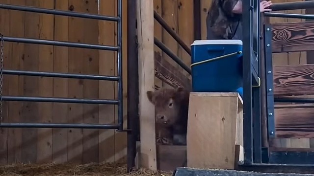 这小牛牛，太可爱了