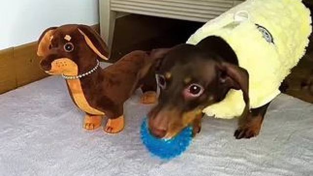 狗子因为玩具和主人起争执，结局让人太意外了！#萌宠出道计划 #成精的萌宠 #动物的