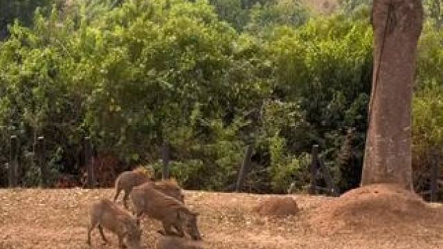 草原网红疣猪蓬蓬跪着干饭#国外视频分享 #奇妙的动物 #野生动物零距