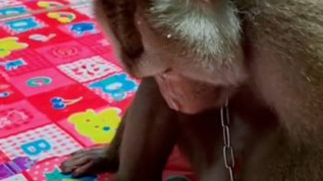 打工猴平时在家喜欢刷视频看猴#国外视频分享 #猴子成精 #打工猴