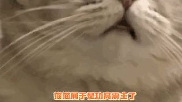 好好好，猫界年羹尧是吧