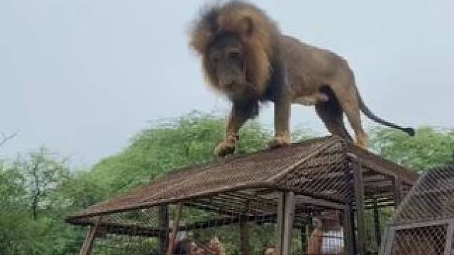 霸气雄狮#国外视频分享 #奇妙的动物 #野生动物零距离