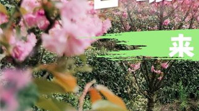 蒙顶国潮汉服文化节~