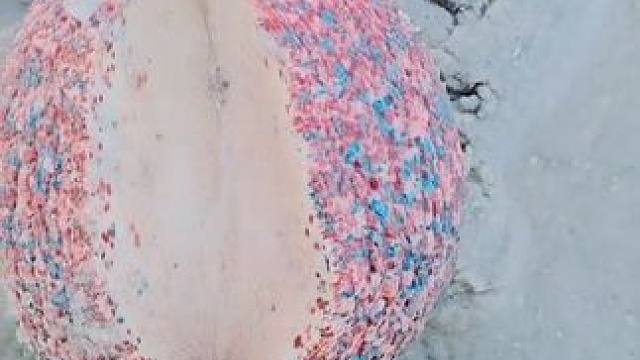 收获一只大涡螺#国外视频分享 #海洋生物 #赶海