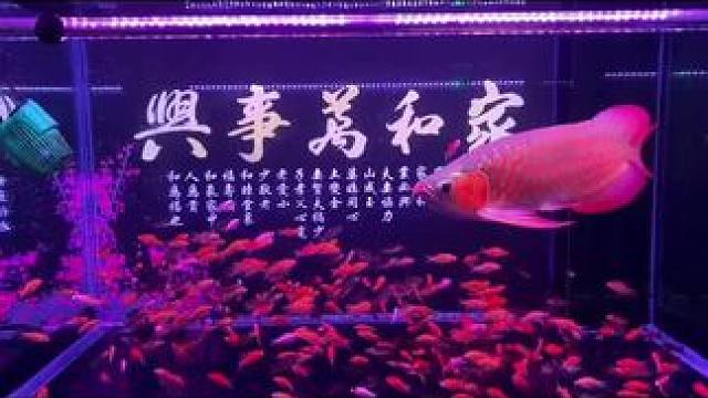 我发布了一个新视频，快来围观吧！