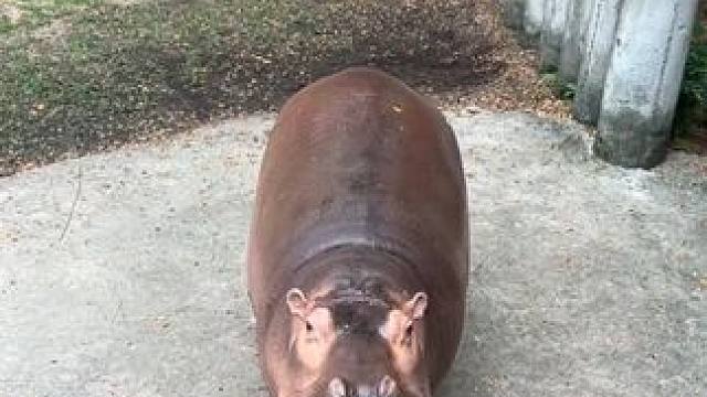 河马吃瓜#国外视频分享 #奇妙的动物 #野生动物零距离