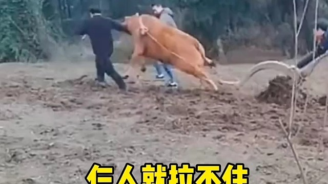 老牛闹脾气呢[捂脸]