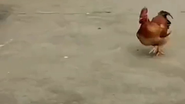 我小时候也让追过，害怕