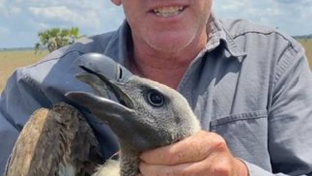 救援秃鹰#国外视频分享 #奇妙的动物 #野生动物零距离