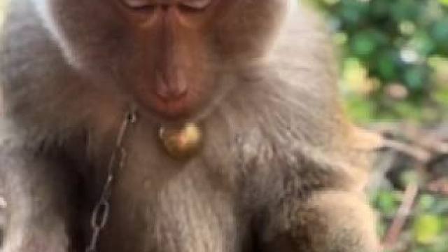 打工猴喜欢喝泰国红牛#国外视频分享 #猴子成精 #打工猴