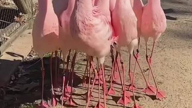 天生舞者#火烈鸟 #野生动物零距离 #人与自然和谐共处 #大鹅 #生态散养