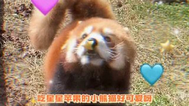 熊猫宝宝吃星星啦~~~