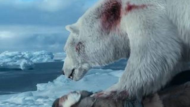 真实故事改编，危机四伏的北极，探险家熊口逃生   #影视解说  #好剧推荐  #逆冰之行